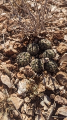 Pediocactus bradyi