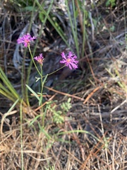 Vernonia blodgettii