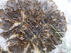 Lathagrium fuscovirens