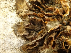 Lathagrium fuscovirens