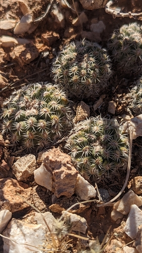 Image of Brady's Pincushion Cactus (Pediocactus bradyi) by (c) Darrin Gobble, some rights reserved (CC BY)
