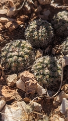 Pediocactus bradyi