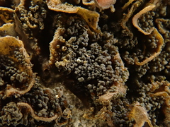 Lathagrium fuscovirens