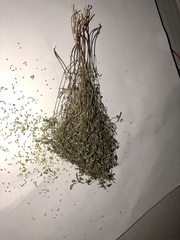 Euphorbia gracillima