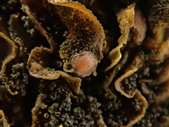 Lathagrium fuscovirens