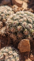 Pediocactus bradyi