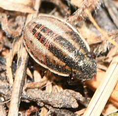 Neottiglossa pusilla
