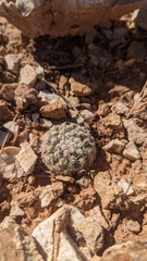 Pediocactus bradyi