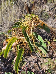 Cuscuta californica