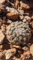 Pediocactus bradyi