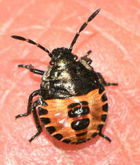Carpocoris melanocerus