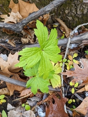 Anemonastrum canadense