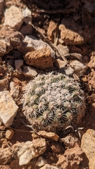 Pediocactus bradyi