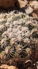Pediocactus bradyi