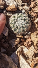 Pediocactus bradyi