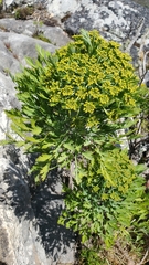 Notobubon galbanum
