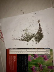 Euphorbia gracillima