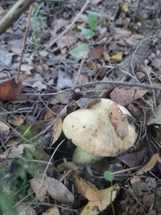 Hemileccinum