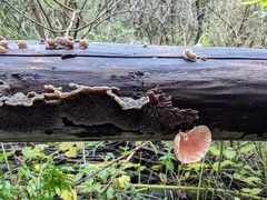 Rhodotus palmatus