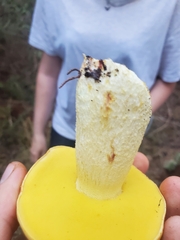 Hemileccinum