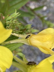 Plagiognathus obscurus