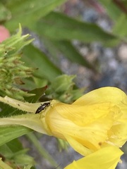 Plagiognathus obscurus