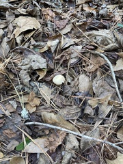 Kuehneromyces lignicola