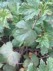 Ribes glandulosum