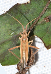 Notostira