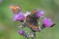 Erebia euryale