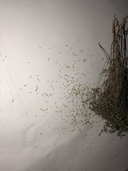 Euphorbia gracillima