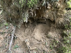 Canachites canadensis