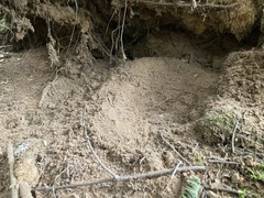 Canachites canadensis