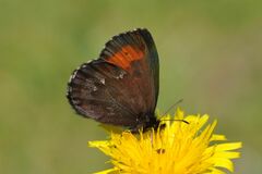 Erebia euryale
