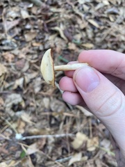 Kuehneromyces lignicola