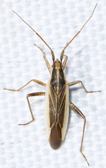 Stenodema holsata