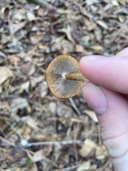 Kuehneromyces lignicola