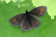 Erebia eriphyle
