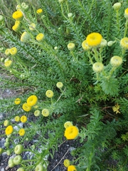 Chrysocoma coma-aurea