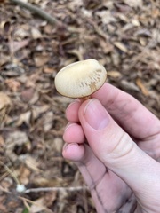 Kuehneromyces lignicola