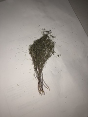 Euphorbia gracillima