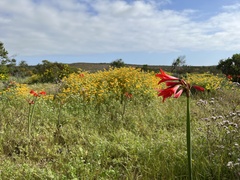 Phycella cyrtanthoides