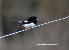 Petroica macrocephala