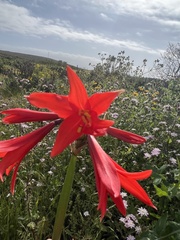 Phycella cyrtanthoides
