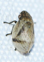 Lepyronia