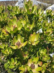 Leucadendron strobilinum