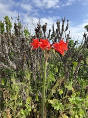 Phycella cyrtanthoides