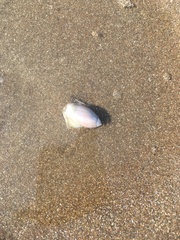 Olivancillaria
