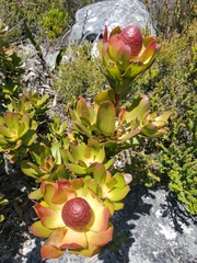 Leucadendron strobilinum