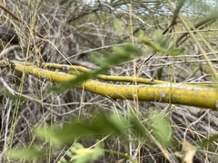 Parkinsonia florida